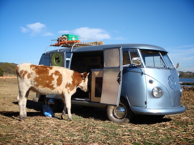 MX Laguna Cows